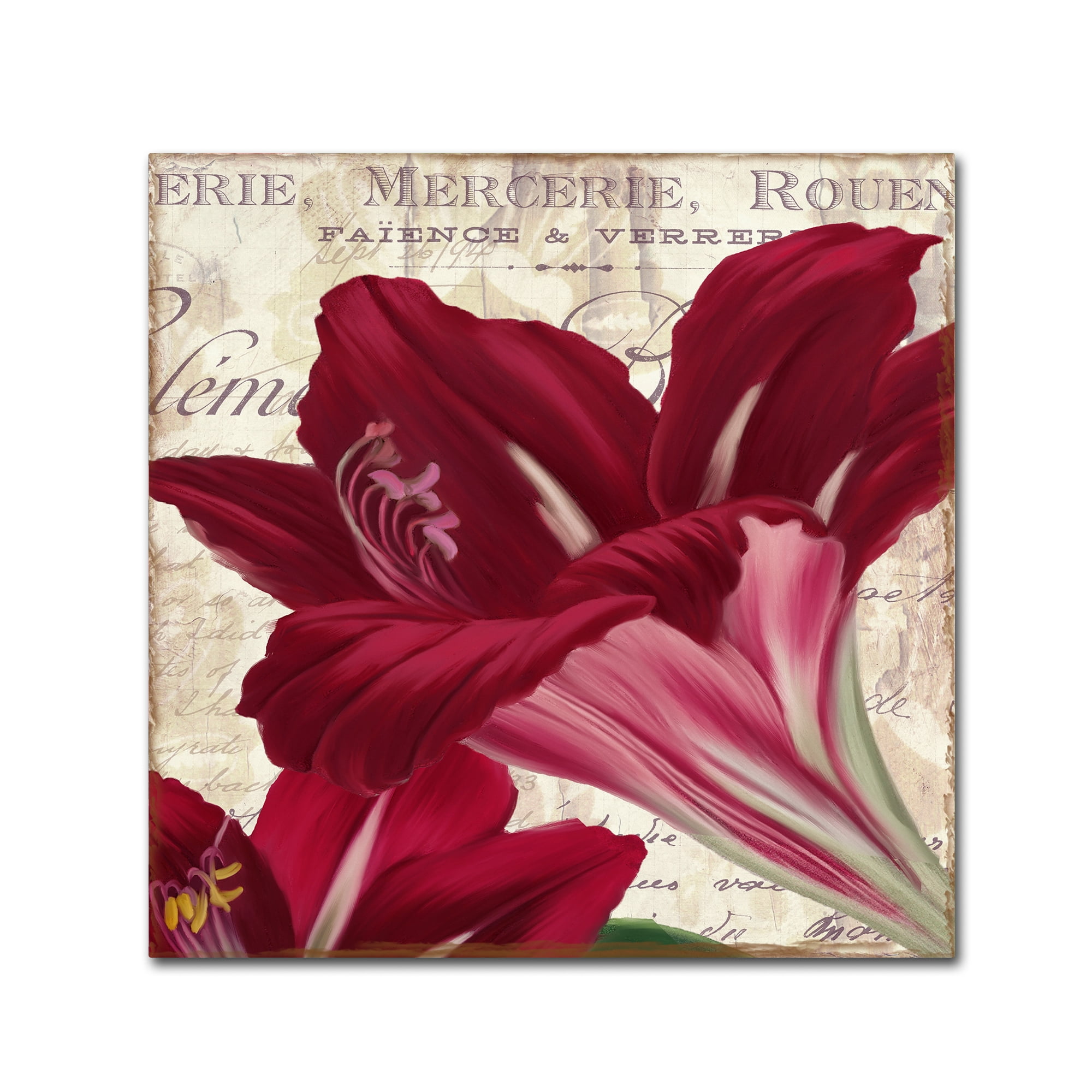 Trademark Fine Art "Amaryllis " Canvas Art by Color Bakery