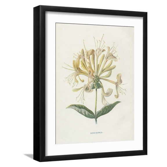 Art.com Honeysuckle Art Print by Gwendolyn Babbitt, Black Frame Wall Art, 17" x 21"