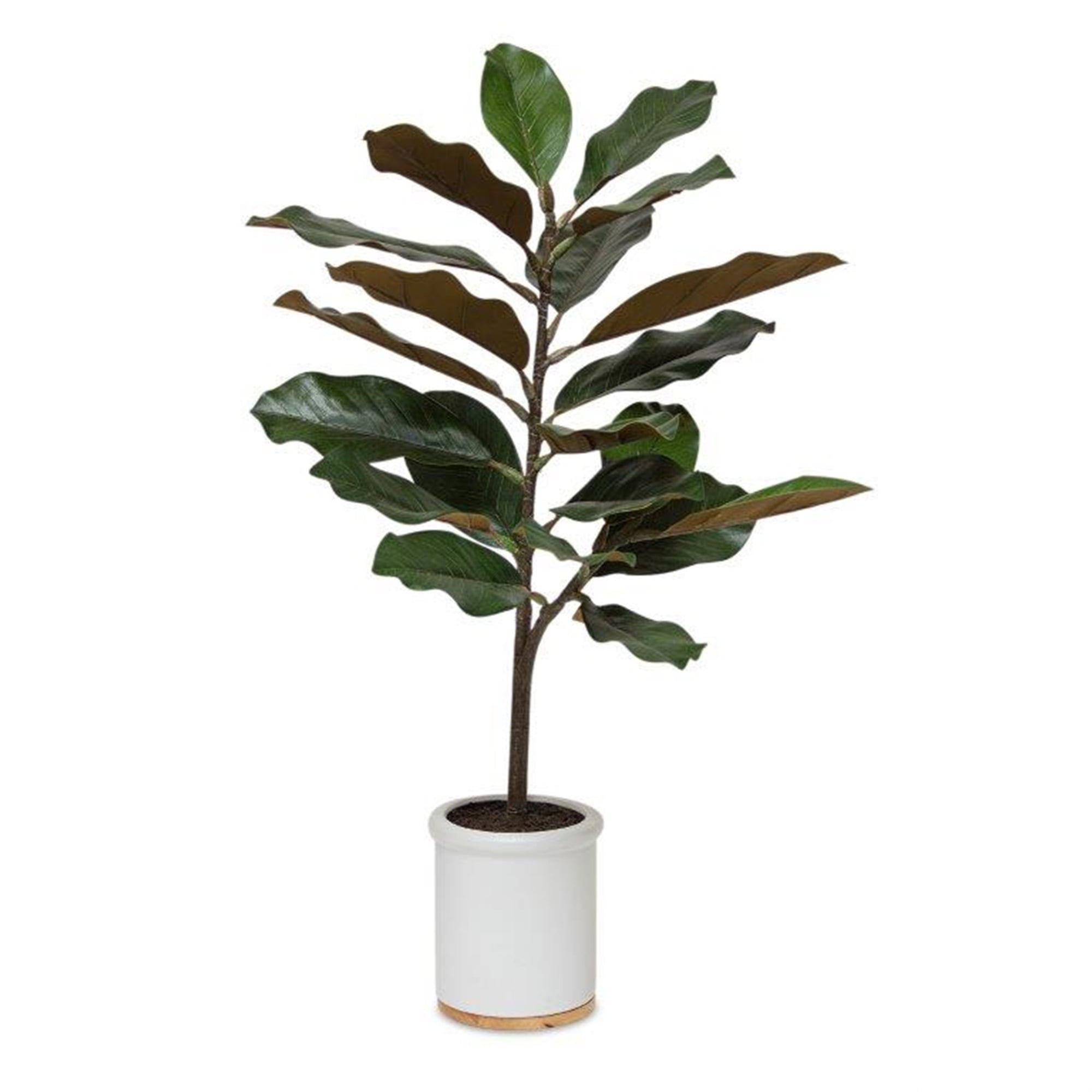 Potted Magnolia Plant 31"H Polyester/Ceramic
