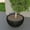 Black, variant on LeisureMod Iris Mid-Century Modern Fiberstone and Clay Planter - Round Plant Pot with Drainage Holes for Indoor and Outdoor (Black, 7" Height)