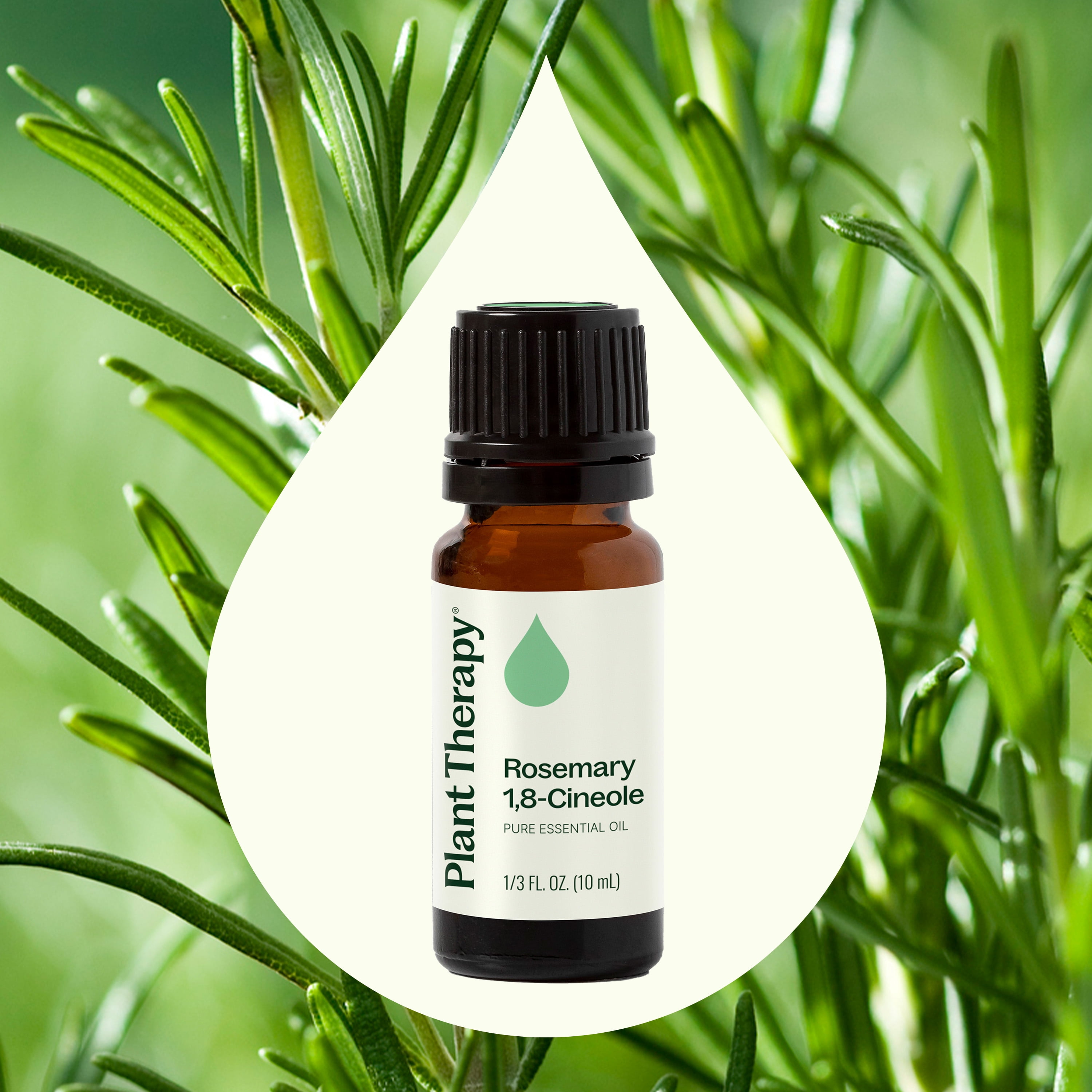 Plant Therapy Rosemary Essential Oil 100% Pure, Undiluted, Natural Aromatherapy 10 mL (1/3 fl oz)