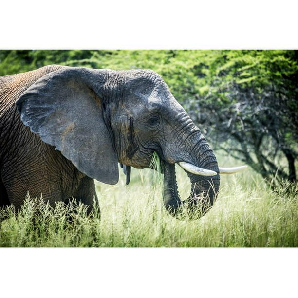 Elephant Elephantidae Feeding at Dinokeng Game Reserve - Afrique du Sud Affiche Imprimée - 38 x 24 Po - Grand