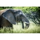 Elephant Elephantidae Feeding at Dinokeng Game Reserve - Afrique du Sud Affiche Imprimée - 38 x 24 Po - Grand – image 1 sur 1