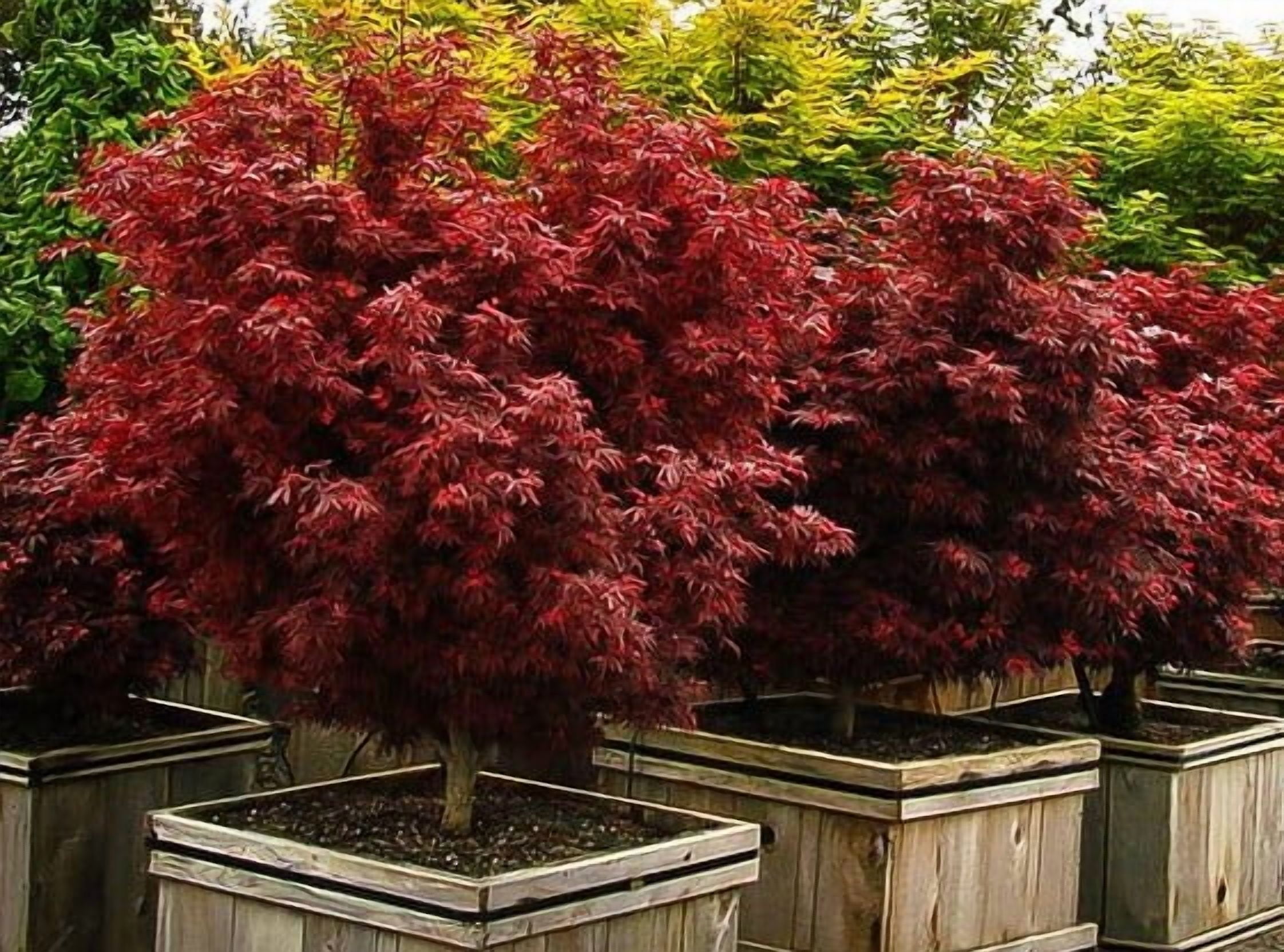 Shaina Dwarf Japanese Maple - Live Plant - ( 2.5 QT )