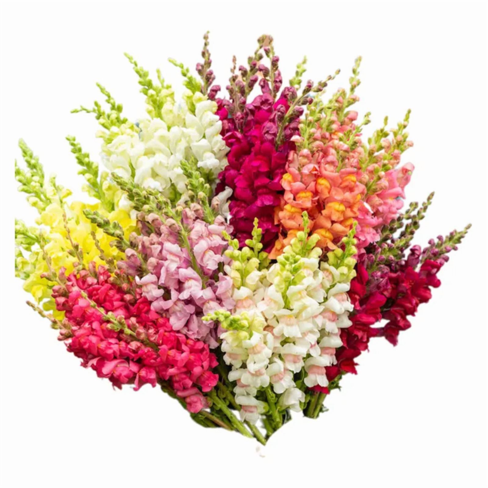30 Potomac Snapdragon Mix Seeds