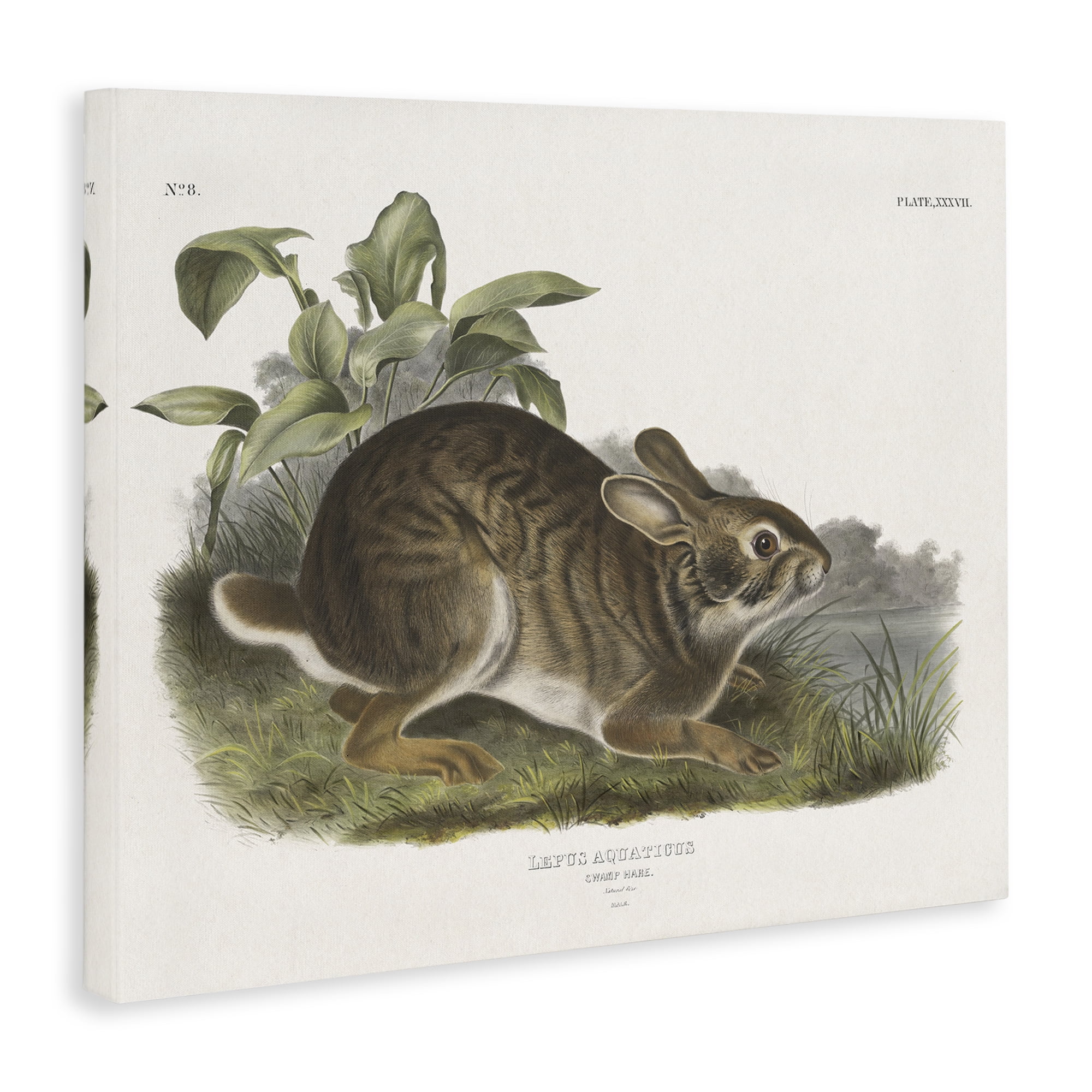 Stupell Industries Vintage Cottage Hare Animals & Insects Painting Gallery Wrapped Canvas Art Print Wall Art, 48 x 36