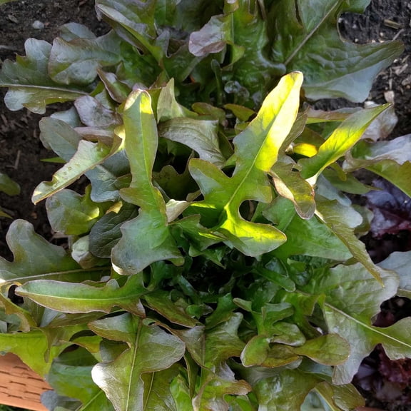 Leaf Lettuce Garden Seeds - Bronze Guard - 4 Oz - Non-GMO, Heirloom Vegetable Gardening & Microgreens Seed