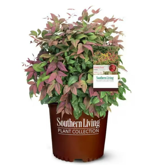 Blush Pink Heavenly Bamboo (Nandina) – Live Evergreen Shrub – 3 Gallon Pot – Full Sun to Part Shade