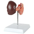 thumbnail image 6 of Axis Scientific Spleen, Pancreas and Duodenum Anatomy Model - Detailed Lymphatic System Anatomy Model for Gastroenterologists, Lympologists, Medical Students - Durable and Realistic, 6 of 6