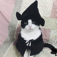 thumbnail image 2 of Disfraz de bruja/mago con capucha para gato y perro, Halloween, 2 of 9