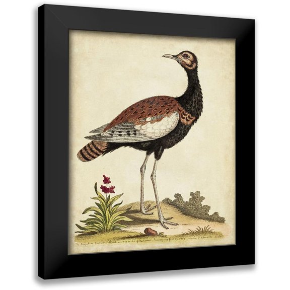 Edwards, George 12x14 Black Modern Framed Museum Art Print Titled - Antique Bird Menagerie IX