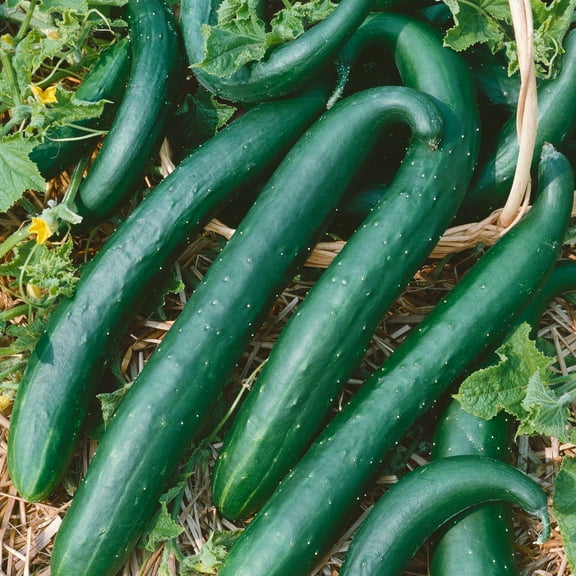 Green Dragon Burpless F1 Hybrid Cucumber Seeds - 3 g Packet ~100 Seeds - Non-GMO, F1 Hybrid - Vegetable Garden - Cucumis sativus