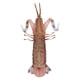 thumbnail image 1 of Modelo De Animal Marino Simulación De Plástico ANGGREK Modelo De Camarón Mantis, 1 of 8