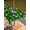 Green LawnGreen Black, variant on Outdoor Tablecloth with Umbrella Hole and Zipper, St. Patrick's Day Square Table Cloth 60x60 Inch Waterproof Tablecloth, Lucky Shamrocks Spring Leaves Plants Picnic Table Cover for Patio Camping