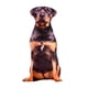 thumbnail image 2 of Cojín de peluche con estampado de perro, regalo exquisito para familiares, amigos y niños. Estilo J, 2 of 3