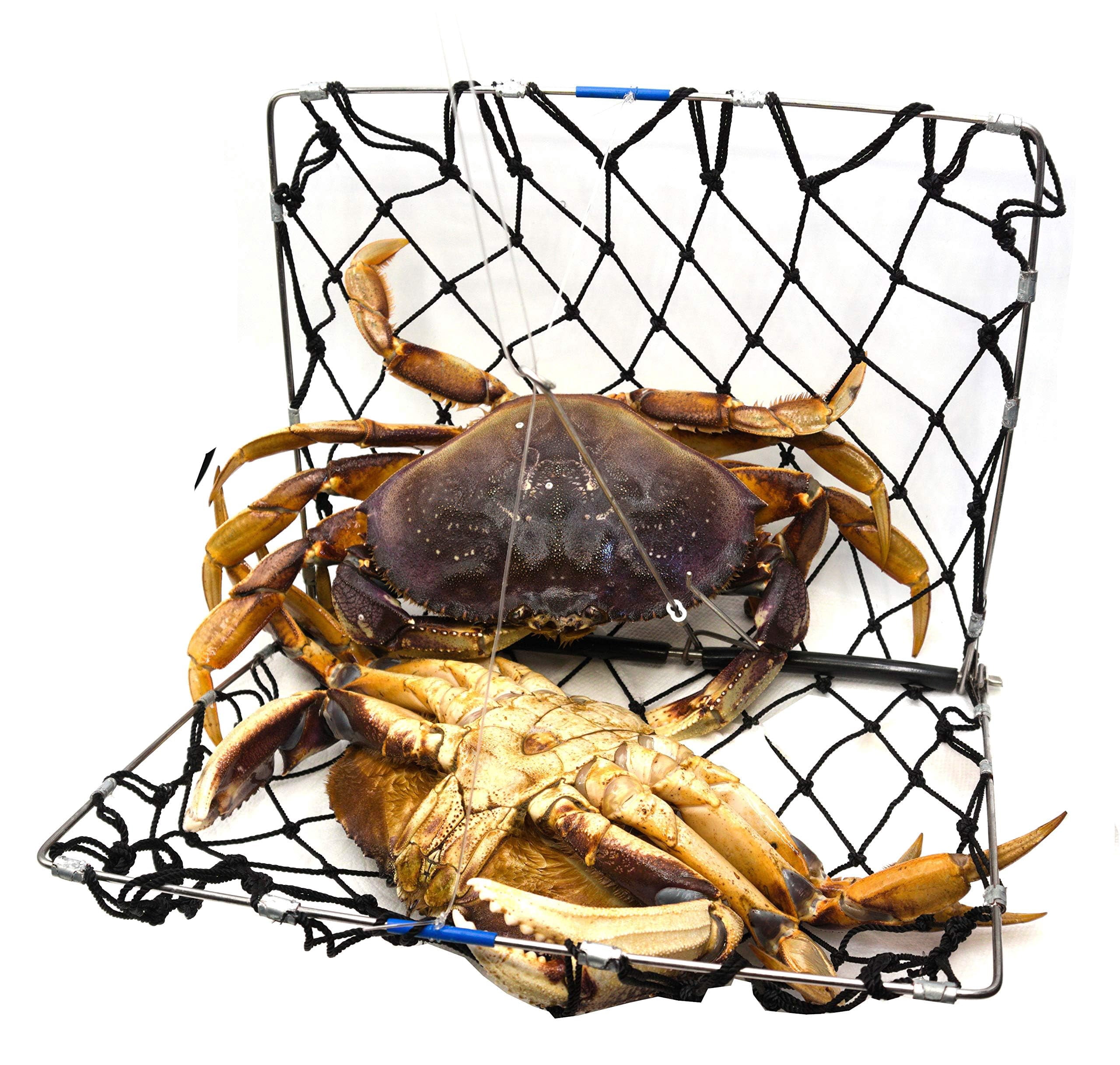 AirFly Foldable Crabjaw Trap with Bait Clip - Castable Crab Hawk Potfor Dungeness and Blue Crabs in FL, OR, WA, TX, Designed in USA (3pcs Crab Trap + Gauge + Glove)
