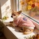 thumbnail image 5 of Ropa de invierno para mascotas de dos patas, cálida, suave y acogedora, para perros pequeños, medianos y gatos, para uso en interiores y exteriores. Ropa de poliéster para mascotas., 5 of 6