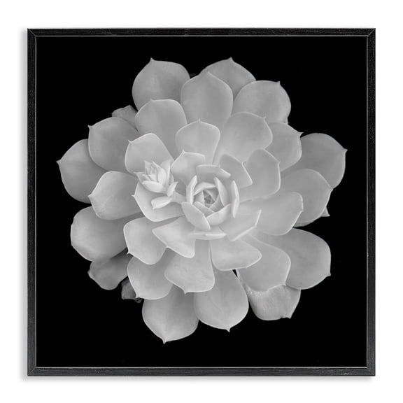 Pure White Succulent Contrast Black Framed Giclee Art, design by Phillip Flowers