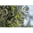 thumbnail image 5 of Partanna Asaro Sicily Grown Extra Virgin Olive Oil, 25.5 fl oz, 5 of 7