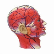 4D Master 4D Human Anatomy - Head Anatomy Model
