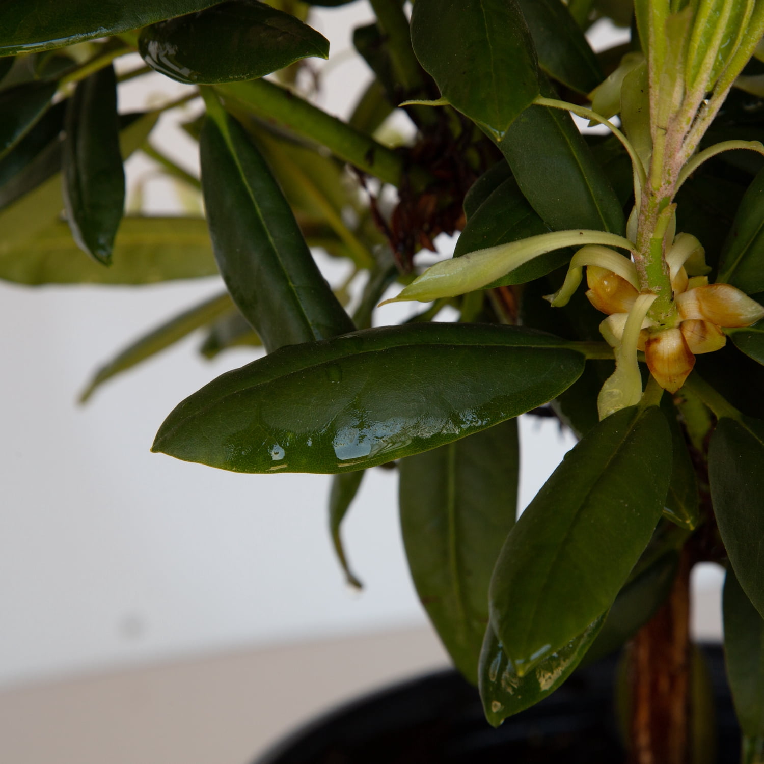 Southern Living Southgate Brandi Rhododendron Live Shrub in 2-Gallon Grower Pot