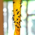 thumbnail image 3 of Pic Fly Ribbon Bug and Insect Catcher, Flying Insect Trap, Paper,10-Count, 3 of 7