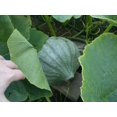 thumbnail image 3 of 30 Graines de Courge Bleue HUBBARD Nouvelle-Angleterre Buttercup Cucurbita Pepo Légumes, 3 of 10