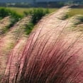 thumbnail image 7 of Muhly Grass  1 Live 4 Inch Pots  Muhlenbergia Capillaris  Ideal for Natural Landscaping  Easy-Care & Drought Tolerant Plants  Beautiful Pink Plumes, 7 of 7