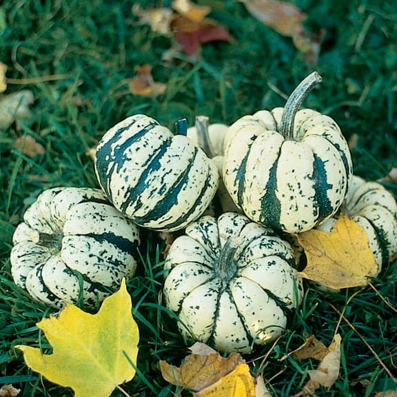 Sweet Dumpling Squash Seeds for Planting - 20 Seeds of Cream and Green Squash to Grow