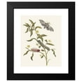 thumbnail image 2 of Maria Sibylla Merian 20x24 Black Modern Framed Museum Art Print Titled - Ludwigia Octovalvis (1705), 2 of 5