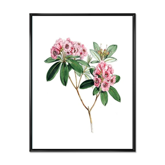 Designart 'Ancient American Flora II' Traditional Framed Canvas Wall Art Print