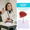 thumbnail image 5 of Homoyoyo Anatomy Models Human Body Teaching Models Plastic Brown for Biological Study 1Pack, 5 of 5