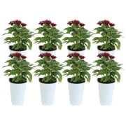 13.5in. Tall Red Pentas; Full Sun Outdoors Plant in 4.5in. Grower Pot, 8-Pack