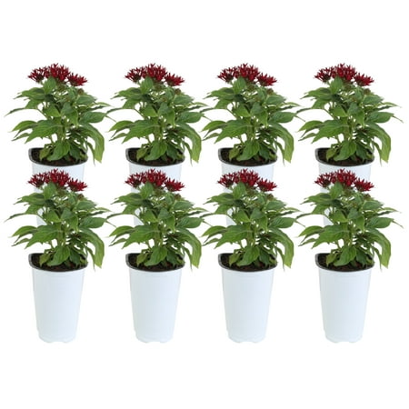 13.5in. Tall Red Pentas; Full Sun Outdoors Plant in 4.5in. Grower Pot, 8-Pack