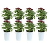 13.5in. Tall Red Pentas; Full Sun Outdoors Plant in 4.5in. Grower Pot, 8-Pack