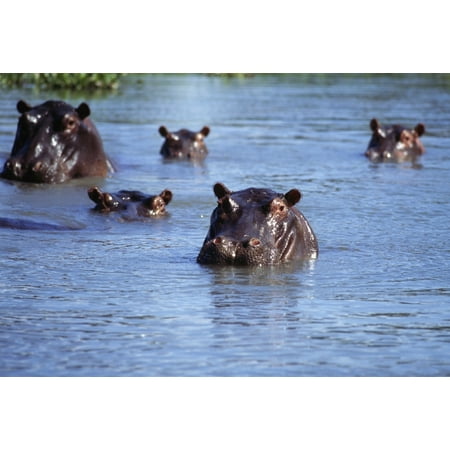 Hippos Swimming In River In Okavango Delta Canvas Art - Sasha Gusov  Design Pics (17 x