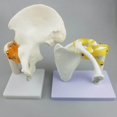 thumbnail image 1 of Modèle Anatomique Humain pour Articulation de l'Épaule avec Outils Fonctionnels pour Ligaments, 1 of 6