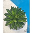 thumbnail image 2 of Nature's Way Farms Agave Quadricolor Live Plant (12-15 in. Tall) in Grower Pot, 2 of 4
