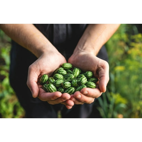 10 Graines de CUCAMELON Melothria Scabra Souris Melon Cornichon Mexicain Mini Melon D\'eau Concombre Fruit Vigne