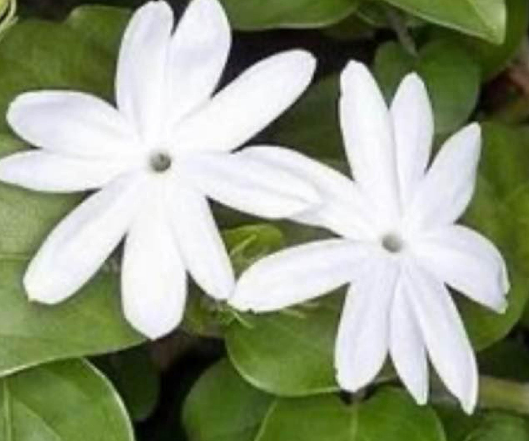 Sannajaji / Nithyamalli Plant