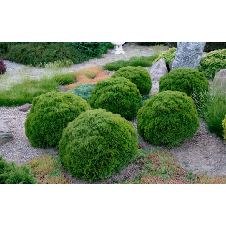 thuja smaragd richtig düngen Thuja Dünger flüssig 500ml Konzentrat