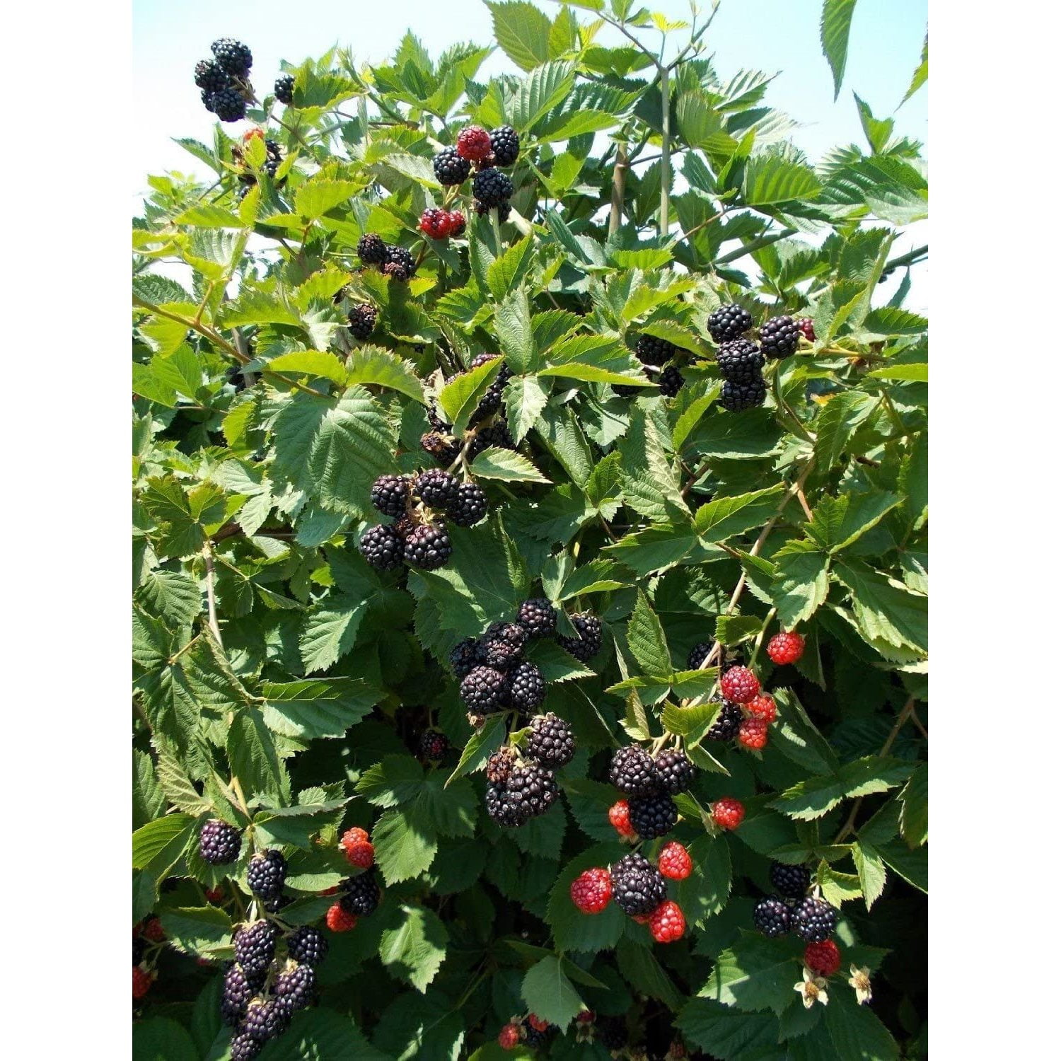 Blackberry Triple Crown Fruit Garden Thornless Bare Root Plant 12