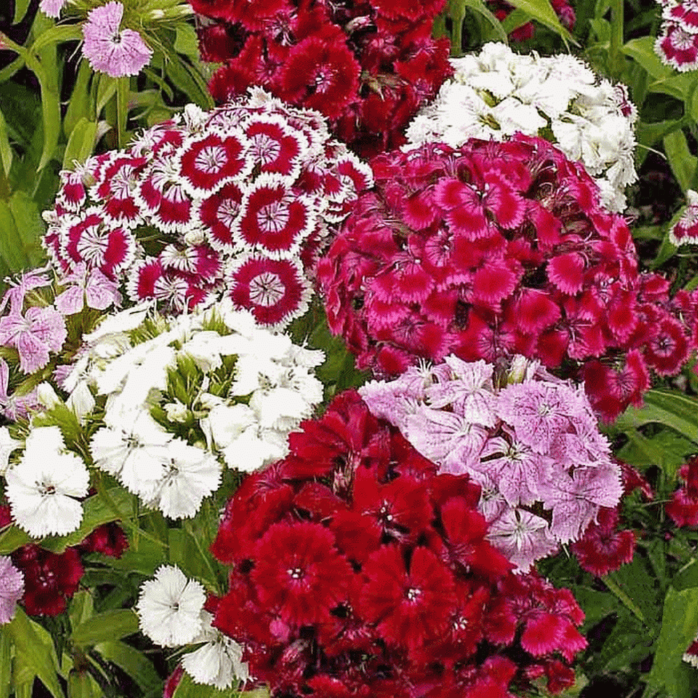 Everwilde Farms 2000 Sweet William Garden Flower Seeds
