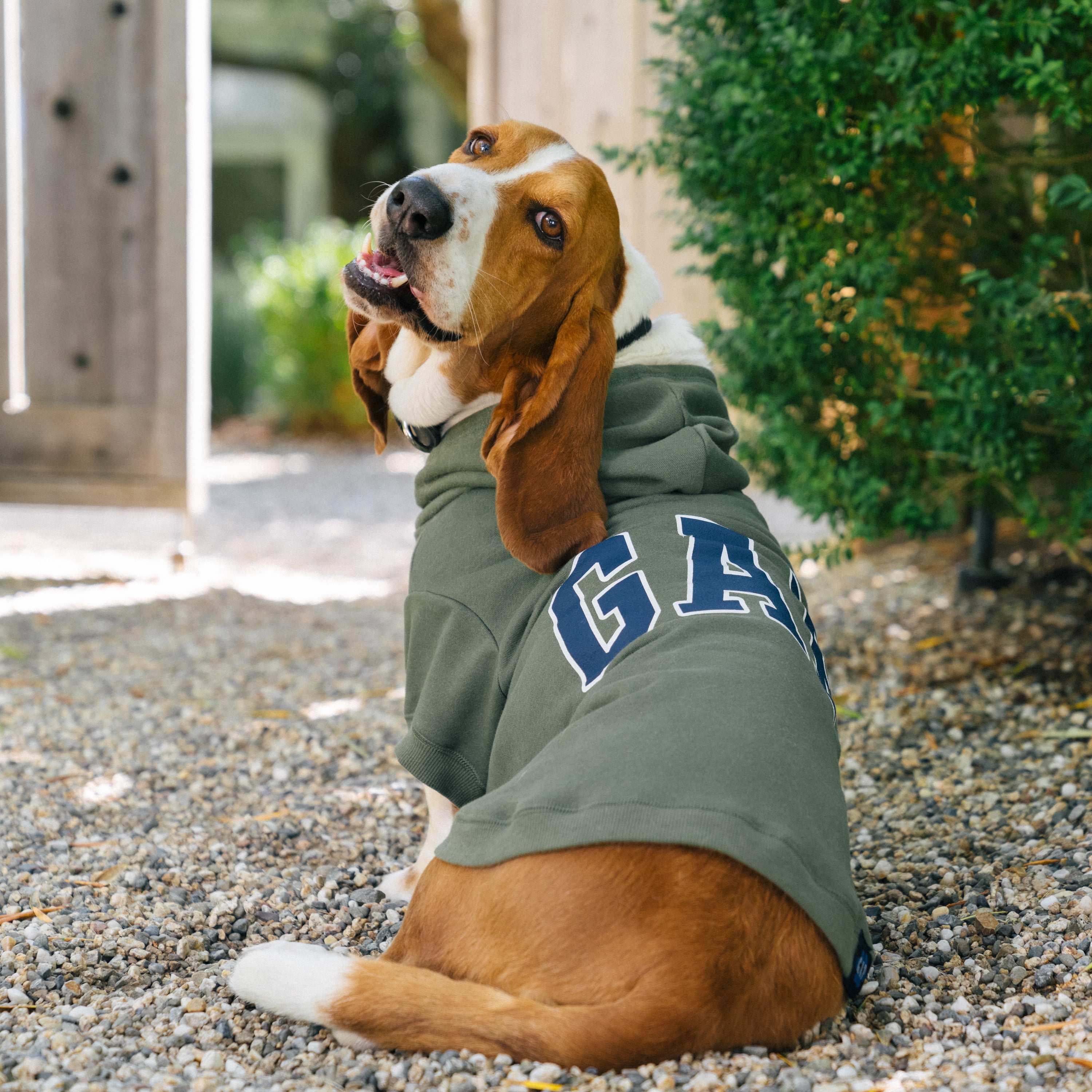 Gap Pet, Dog Clothes, Green Classic Pet Hoodie