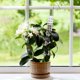 thumbnail image 1 of Houderco 6Ud Soportes De Planta Con Musgo De Pe Para Plantas Trepadoras Interior Con, 1 of 5