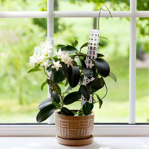 Houderco 6Ud Soportes De Planta Con Musgo De Pe Para Plantas Trepadoras Interior Con