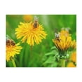 thumbnail image 4 of KLL Bees Pollinates A Yellow Dandelion Print Fleece Throw Blanket, Horizontal Fleece Bedding Cute Soft Blankets Comfy Fleece Flannel Plush Home Decor for Couch & Bed -50"x40", 4 of 9