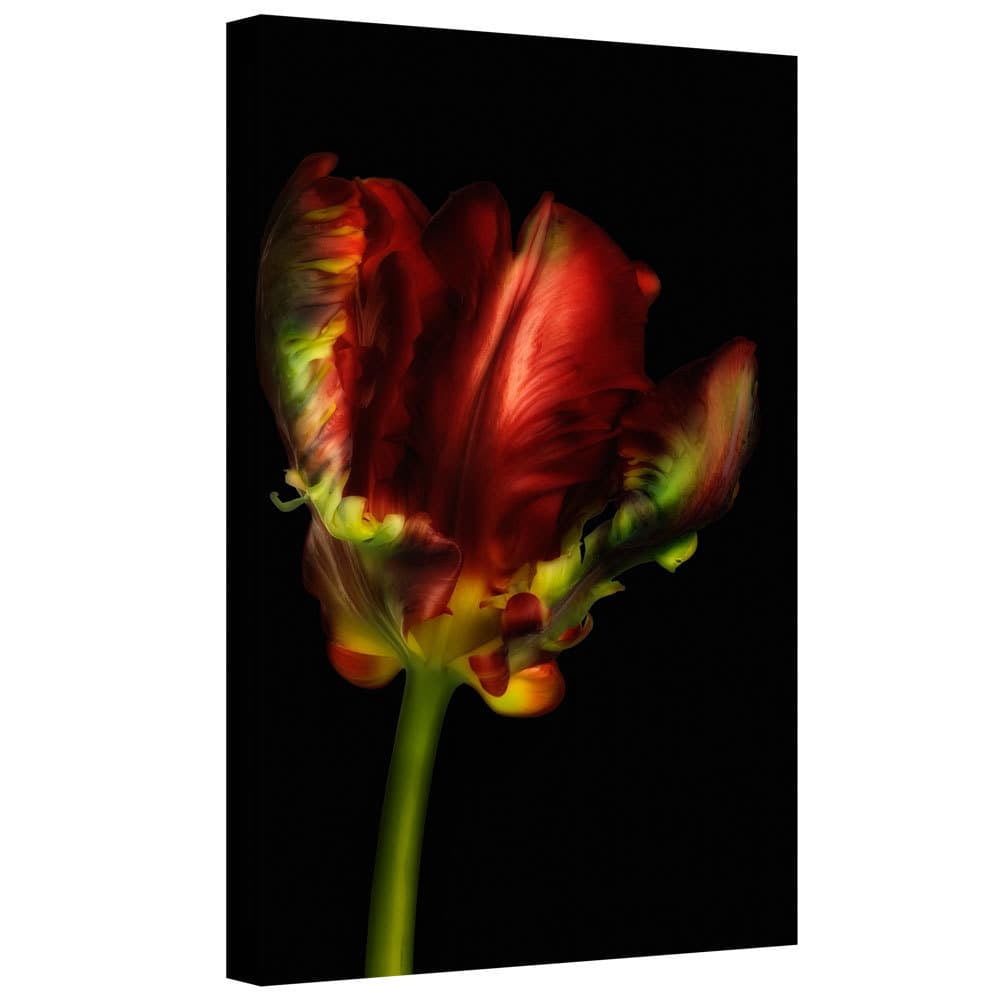 ArtWall Cora Niele "Tulipa Parrot I" Gallery-Wrapped Canvas