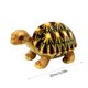 thumbnail image 3 of Xihbxyly Ofertas Relámpago de Liquidación de Hoy 12,6 Simulacros Pulsantes, Tortuga, Tortuga, Tela, Recuerdo para Niños, Regalto Cumpleaños, 3 of 6