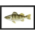 thumbnail image 2 of Yellow Perch Perca Flavescens, Fishes, Framed Art Print Wall Art by Encyclopaedia Britannica Sold by Art.Com, 2 of 6